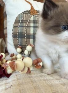 Dolce & Solomon - Ragdoll Kitten For Sale - Speedwell&comma; TN&comma; US
