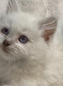 Cinnamon Male Ragdoll - Ragdoll Kitten For Sale - PA&comma; US