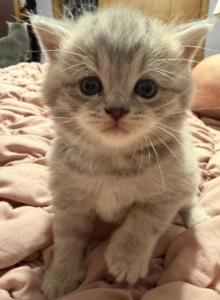 Sandy - Scottish Straight Kitten For Sale - Palatine&comma; IL&comma; US