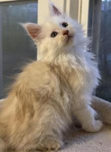 Gorgeous male Maine coon - Maine Coon Kitten For Sale - Flint&comma; MI&comma; US