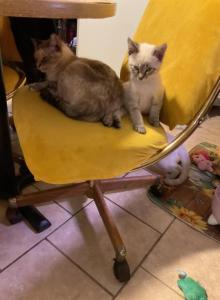 Awesome Lynx Points - Balinese Kitten For Sale - Southbridge&comma; MA&comma; US