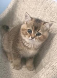 Charlie - Scottish Straight Kitten For Sale - Naperville&comma; IL&comma; US