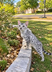 Sterling - Bengal Kitten For Sale - Boerne&comma; TX&comma; US