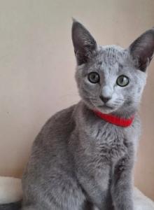 Russian Blue DH Chloe - Russian Blue Kitten For Sale - Empire State&comma; NY&comma; US