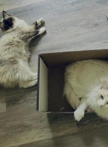 Special Seal Mitted Young Female - Ragdoll Cat For Sale - Ocala&comma; FL&comma; US