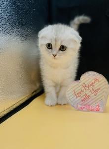 Mila - Scottish Fold Kitten For Sale - Brooklyn&comma; NY&comma; US