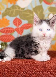 P Litter - Maine Coon Kitten For Sale - Brandon&comma; MI&comma; US