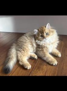 Sunny - Scottish Straight Kitten For Sale - Naperville&comma; IL&comma; US