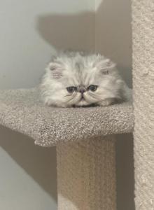 Ollie - Persian Kitten For Sale - Fleming Island&comma; FL&comma; US