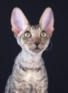 Verenas Rex  Paul - Cornish Rex Kitten For Adoption - Traverse City&comma; MI&comma; US