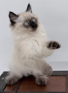 Jasper - Ragdoll Kitten For Sale - Newport&comma; ME&comma; US