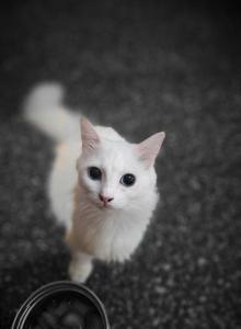 Sandy - Munchkin Cat For Sale - Houston&comma; TX&comma; US