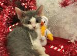 SOLD   Blue and white&sol;Tigger litter - Devon Rex Cat For Sale - Mocksville&comma; NC&comma; US
