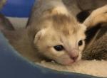 Davey and Levi&sol;Mary litter - Singapura Cat For Sale - Mocksville&comma; NC&comma; US