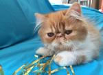 Fiona - Persian Cat For Sale - Yucca Valley&comma; CA&comma; US