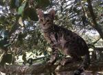 Leona - Bengal Cat For Sale - FL&comma; US