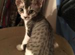 Tigger baby girl - Devon Rex Cat For Sale - Mocksville&comma; NC&comma; US