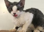 Bitty's baby - Devon Rex Cat For Sale - Mocksville&comma; NC&comma; US