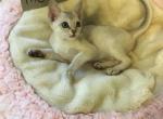 Moki baby girl - Singapura Cat For Sale - Mocksville&comma; NC&comma; US