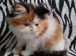 Coquette - Persian Cat For Sale - Yucca Valley&comma; CA&comma; US
