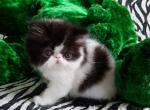 Dior - Persian Cat For Sale - Yucca Valley&comma; CA&comma; US