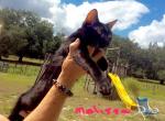 Melissa - Bengal Cat For Sale - FL&comma; US
