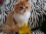 Ludovik - Persian Cat For Sale - Yucca Valley&comma; CA&comma; US