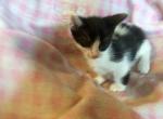 Marcy - Munchkin Cat For Sale - FL&comma; US