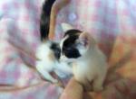 Melody - Munchkin Cat For Sale - FL&comma; US