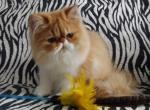 Maestro - Persian Cat For Sale - Yucca Valley&comma; CA&comma; US