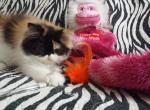 Luisa - Persian Cat For Sale - Yucca Valley&comma; CA&comma; US