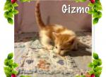 Gizmo - Munchkin Cat For Sale - FL&comma; US