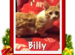 Billy - Munchkin Cat For Sale - FL&comma; US