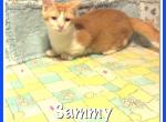 Sammy - Munchkin Cat For Sale - FL&comma; US