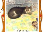 Trevor - Munchkin Cat For Sale - FL&comma; US