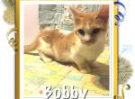 Bobby - Munchkin Cat For Sale - FL&comma; US