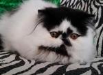 Luis - Persian Cat For Sale - Yucca Valley&comma; CA&comma; US