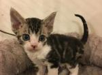 Tigger 's December litter - Devon Rex Cat For Sale - Mocksville&comma; NC&comma; US