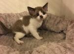 Tigger's December litter - Devon Rex Cat For Sale - Mocksville&comma; NC&comma; US