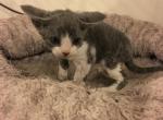 Tigger's December litter 3rd baby - Devon Rex Cat For Sale - Mocksville&comma; NC&comma; US