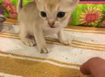 Tudy litter baby boy - Singapura Cat For Sale - Mocksville&comma; NC&comma; US