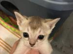 Tudy litter baby girl - Singapura Cat For Sale - Mocksville&comma; NC&comma; US