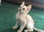 Anna boys - Singapura Cat For Sale - Mocksville&comma; NC&comma; US