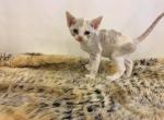 Anna's litter male - Devon Rex Cat For Sale - Mocksville&comma; NC&comma; US
