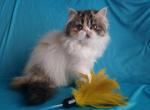 Christina - Persian Cat For Sale - Yucca Valley&comma; CA&comma; US