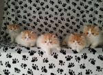 Cuties - Persian Cat For Sale - Yucca Valley&comma; CA&comma; US