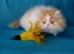 Gucci - Persian Cat For Sale - Yucca Valley&comma; CA&comma; US