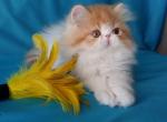 Prada - Persian Cat For Sale - Yucca Valley&comma; CA&comma; US