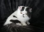 Casper - Persian Cat For Sale - Yucca Valley&comma; CA&comma; US