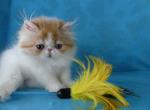 Lilya - Persian Cat For Sale - Yucca Valley&comma; CA&comma; US